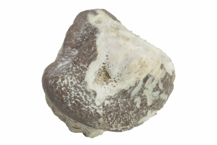 Fossil Crusher Shark (Ptychodus) Tooth - Kansas #218641